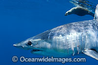 Shortfin Mako Shark Isurus oxyrinchus Photo - Chris & Monique Fallows