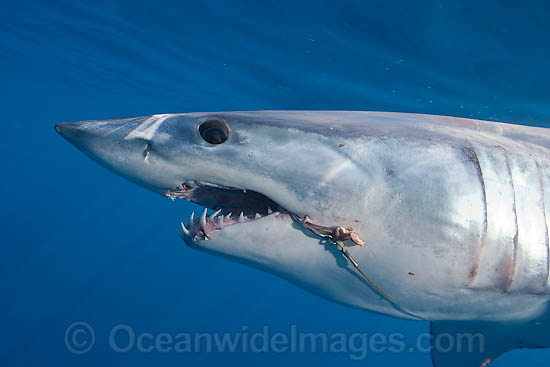 Shortfin Mako Shark Isurus oxyrinchus photo