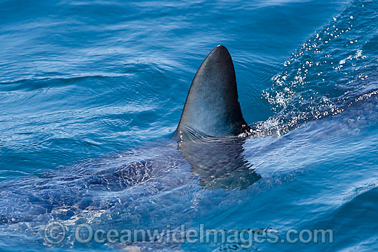 Shortfin Mako Shark photo Shortfin Mako Shark photo