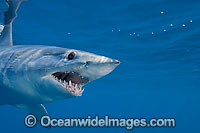 Shortfin Mako Shark Photo - Chris & Monique Fallows