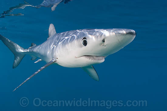 Blue Shark photo