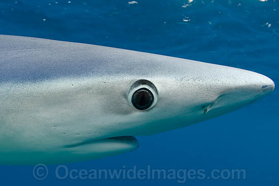 Blue Shark showing eye photo