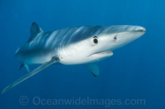 Blue Shark photo