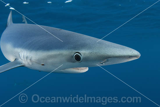 Blue Shark Prionace glauca photo Blue Shark Prionace glauca photo