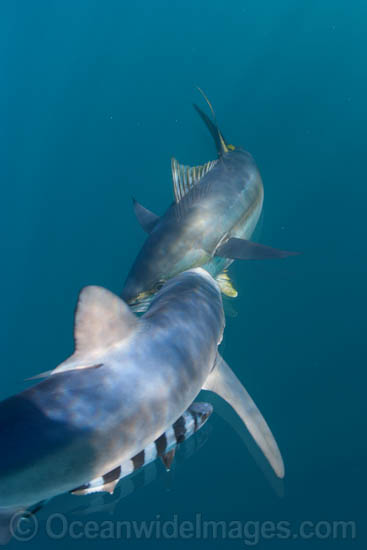 Blue Shark with Yellowfin Tuna photo Blue Shark with Yellowfin Tuna photo