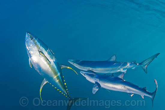 Blue Shark with Yellowfin Tuna photo Blue Shark with Yellowfin Tuna photo