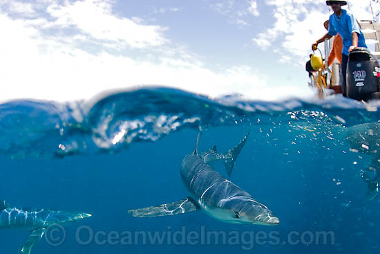 Blue Shark on surface photo Blue Shark on surface photo