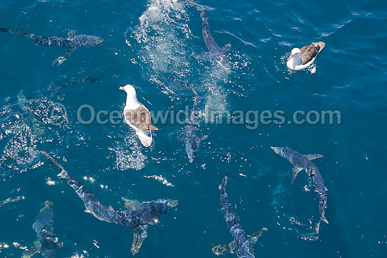 Blue Shark schooling photo Blue Shark schooling photo