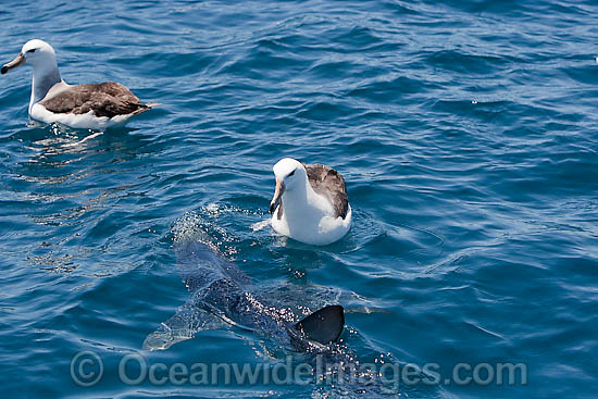 Blue Shark Prionace glauca photo Blue Shark Prionace glauca photo