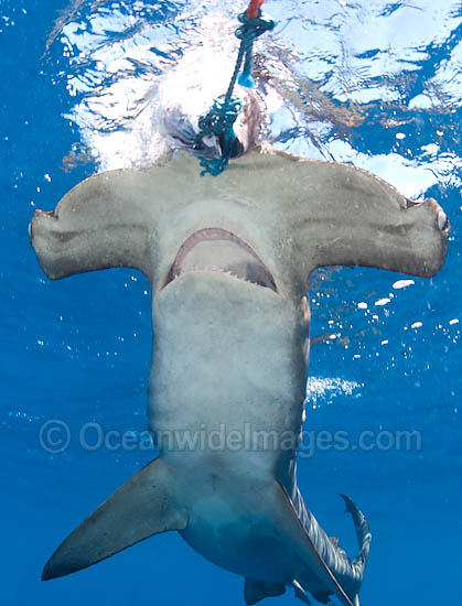 Scalloped Hammerhead Shark photo