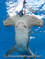 Scalloped Hammerhead Shark Photo - Chris & Monique Fallows