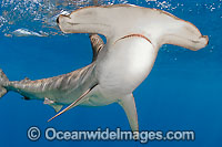 Scalloped Hammerhead Shark Sphyrna lewini Photo - Chris & Monique Fallows