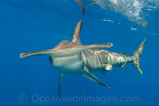 Scalloped Hammerhead Sharks (Sphyrna lewini). Also known as Kidney-headed Shark. Found in tropical and warm temperate seas throughout the world. Photo - Chris & Monique Fallows Scalloped Hammerhead Sharks (Sphyrna lewini). Also known as Kidney-headed Shark. Found in tropical and warm temperate seas throughout the world. Photo - Chris & Monique Fallows