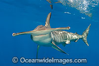 Scalloped Hammerhead Shark Photo - Chris & Monique Fallows