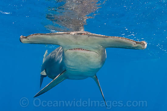 Scalloped Hammerhead Sharks (Sphyrna lewini). Also known as Kidney-headed Shark. Found in tropical and warm temperate seas throughout the world. Photo - Chris & Monique Fallows Scalloped Hammerhead Sharks (Sphyrna lewini). Also known as Kidney-headed Shark. Found in tropical and warm temperate seas throughout the world. Photo - Chris & Monique Fallows