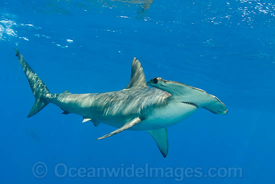 Scalloped Hammerhead Sharks (Sphyrna lewini). Also known as Kidney-headed Shark. Found in tropical and warm temperate seas throughout the world. Photo - Chris & Monique Fallows Scalloped Hammerhead Sharks (Sphyrna lewini). Also known as Kidney-headed Shark. Found in tropical and warm temperate seas throughout the world. Photo - Chris & Monique Fallows
