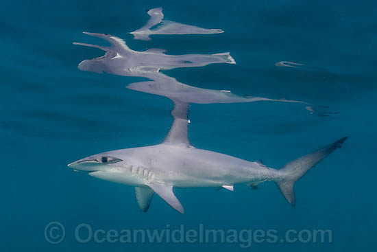 Smooth Hammerhead Shark Sphyrna zygaena photo
