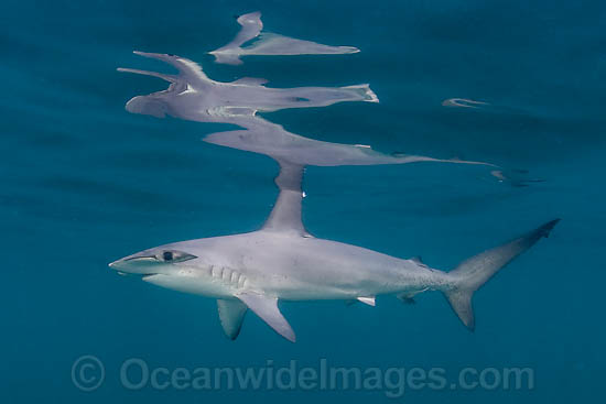 Smooth Hammerhead Shark (Sphyrna zygaena). Widespread in temperate and some tropical regions worldwide. Photo - Chris & Monique Fallows Smooth Hammerhead Shark (Sphyrna zygaena). Widespread in temperate and some tropical regions worldwide. Photo - Chris & Monique Fallows