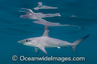 Smooth Hammerhead Shark Sphyrna zygaena Photo - Chris & Monique Fallows