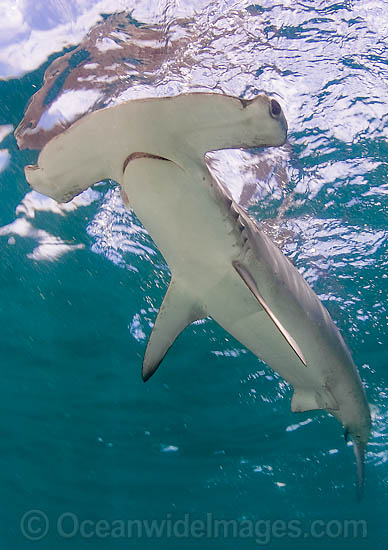 Smooth Hammerhead Shark (Sphyrna zygaena). Widespread in temperate and some tropical regions worldwide. Photo - Chris & Monique Fallows Smooth Hammerhead Shark (Sphyrna zygaena). Widespread in temperate and some tropical regions worldwide. Photo - Chris & Monique Fallows