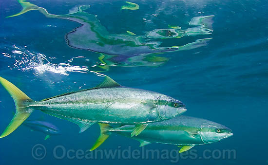 Yellow-tail Kingfish Seriola lalandi photo Yellow-tail Kingfish Seriola lalandi photo