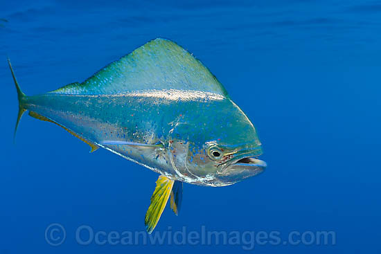 Dolphinfish (Coryphaena hippurus). Also known as Mahi mahi and Dorado. Found throughout the world in tropical and sub-tropical seas. A commercially sought after fish. Dolphinfish (Coryphaena hippurus). Also known as Mahi mahi and Dorado. Found throughout the world in tropical and sub-tropical seas. A commercially sought after fish.