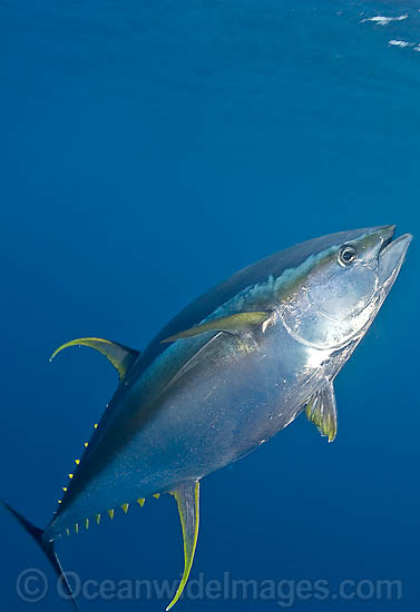 Yellowfin Tuna (Thunnus albacares). Found throughout the world in tropical and temperate seas. A commercially sought after fish. Photo - Chris & Monique Fallows Yellowfin Tuna (Thunnus albacares). Found throughout the world in tropical and temperate seas. A commercially sought after fish. Photo - Chris & Monique Fallows