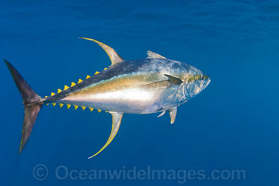 Yellowfin Tuna photo Yellowfin Tuna photo