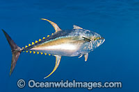 Yellowfin Tuna Photo - Chris & Monique Fallows