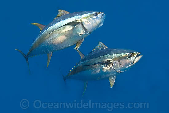 Yellowfin Tuna Thunnus albacares photo