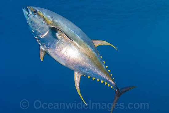 Yellowfin Tuna photo