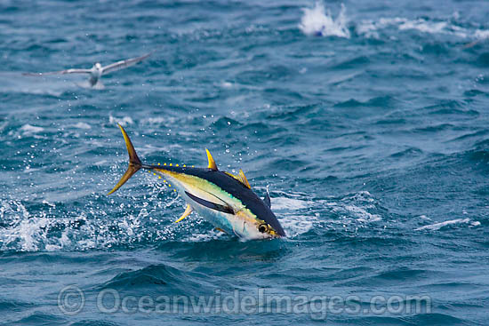 Yellowfin Tuna Thunnus albacares photo Yellowfin Tuna Thunnus albacares photo