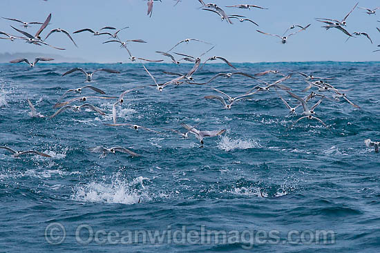 Terns dive feeding on baitfish that are being hunted by Yellowfin Tuna. Found throughout the world in tropical and temperate seas. A commercially sought after fish. Photo - Chris & Monique Fallows Terns dive feeding on baitfish that are being hunted by Yellowfin Tuna. Found throughout the world in tropical and temperate seas. A commercially sought after fish. Photo - Chris & Monique Fallows