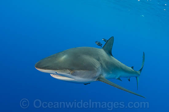 Dusky Shark (Carcharhinus obscurus). Also known as Black Whaler and Bronze Whaler. Found throughout the world in tropical and warm temperate seas. Photo - Chris & Monique Fallows Dusky Shark (Carcharhinus obscurus). Also known as Black Whaler and Bronze Whaler. Found throughout the world in tropical and warm temperate seas. Photo - Chris & Monique Fallows