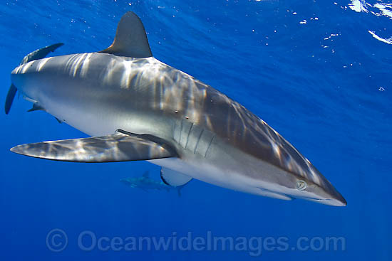Silky Shark photo Silky Shark photo