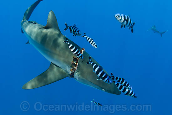 Silky Shark with plastic band on gills photo