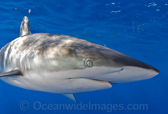 Silky Shark photo Silky Shark photo
