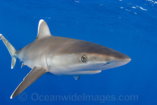 Silvertip Shark photo Silvertip Shark photo