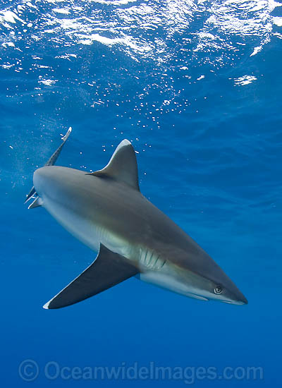 Silvertip Shark photo