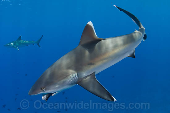 Silvertip Shark photo