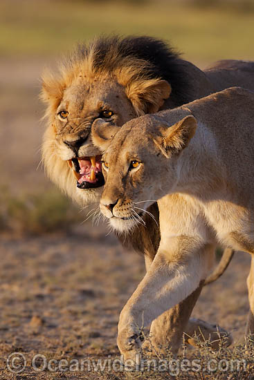 Lion (Panthera leo) - adult male and female. Found in sub-Saharan Africa Photo - Chris & Monique Fallows Lion (Panthera leo) - adult male and female. Found in sub-Saharan Africa Photo - Chris & Monique Fallows