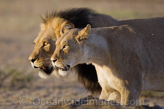 Lion (Panthera leo) - adult male and female. Found in sub-Saharan Africa Photo - Chris & Monique Fallows