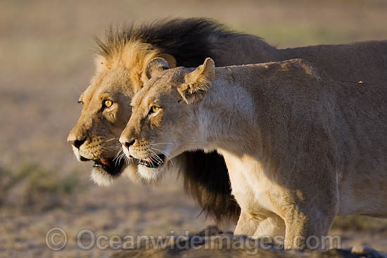 Lion (Panthera leo) - adult male and female. Found in sub-Saharan Africa Photo - Chris & Monique Fallows Lion (Panthera leo) - adult male and female. Found in sub-Saharan Africa Photo - Chris & Monique Fallows
