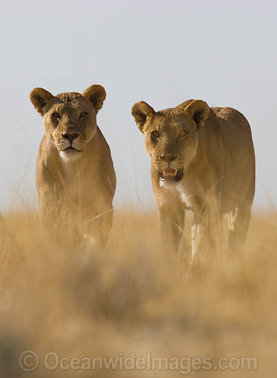 Lions walking through grass photo