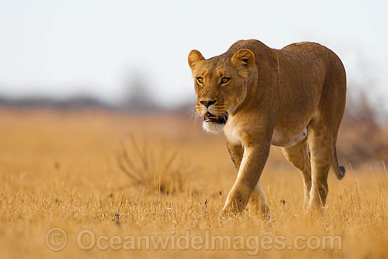 Panthera leo Photos & Images