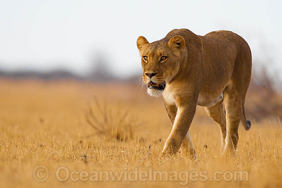 Lion walking through grass photo