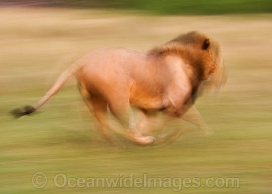 Lion (Panthera leo) adult male running. Found in sub-Saharan Africa Photo - Chris & Monique Fallows