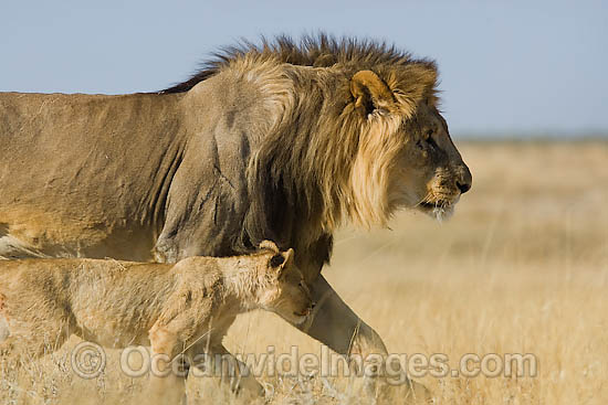Lion male and cub photo Lion male and cub photo