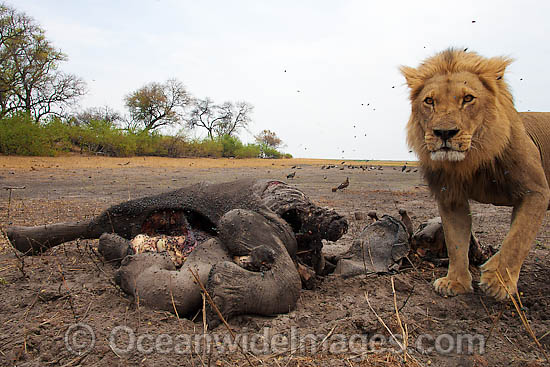 Lion (Panthera leo) adult male at a carcass. Found in sub-Saharan Africa Photo - Chris & Monique Fallows Lion (Panthera leo) adult male at a carcass. Found in sub-Saharan Africa Photo - Chris & Monique Fallows