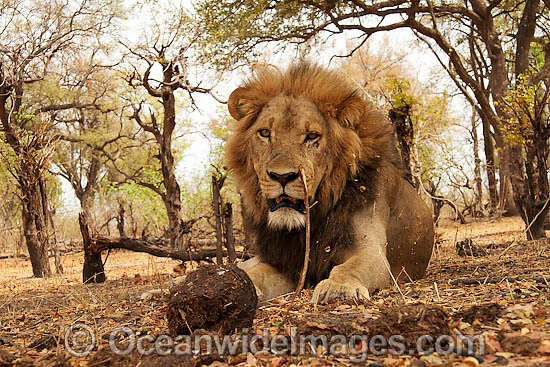 Lion Panthera leo photo
